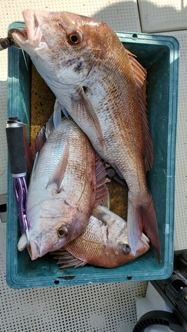 遊漁船 ニライカナイ 釣果