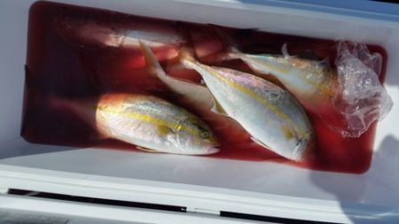 第五慶門丸 釣果