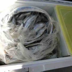 遊漁船 セトマリン 釣果