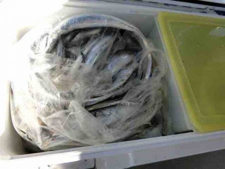 遊漁船 セトマリン 釣果