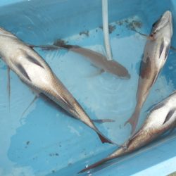 こうゆう丸 釣果