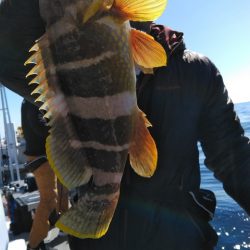 遊漁船 新鋭丸 釣果