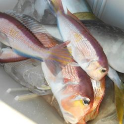 こうゆう丸 釣果