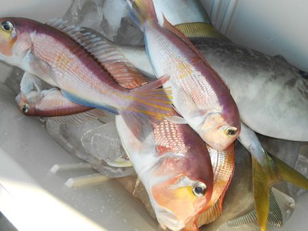 こうゆう丸 釣果