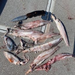 へいみつ丸 釣果