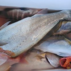 遊漁船 新鋭丸 釣果