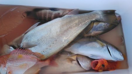 遊漁船 新鋭丸 釣果