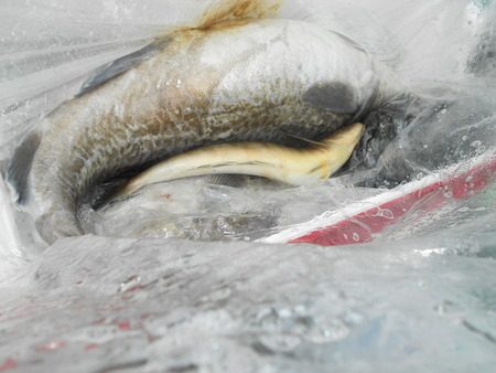 こうゆう丸 釣果