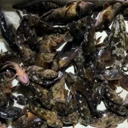 TOPGUN名古屋 釣果