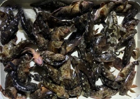 TOPGUN名古屋 釣果