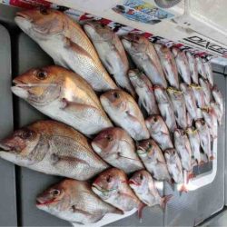 遊漁船 セトマリン 釣果