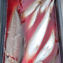 遊漁船 新鋭丸 釣果