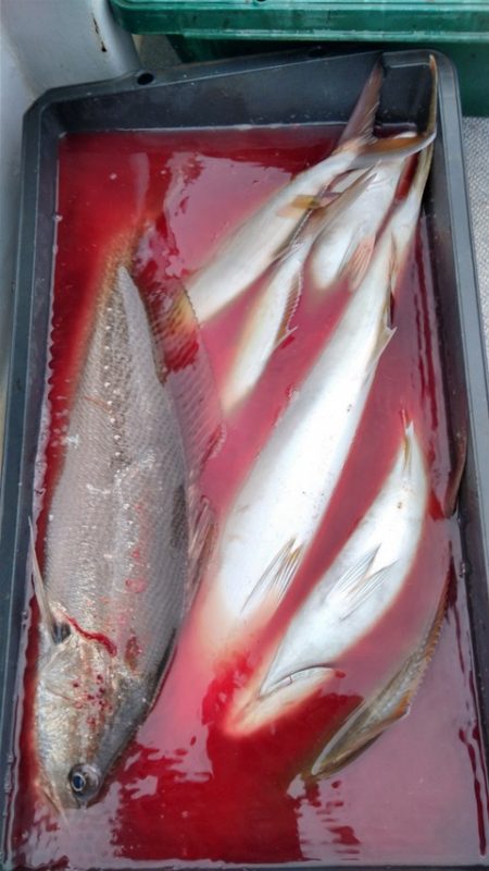 遊漁船 新鋭丸 釣果