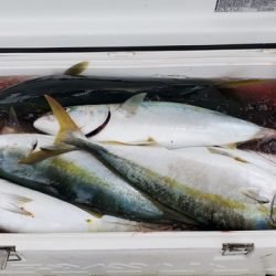 遊漁船 ニライカナイ 釣果