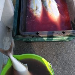 遊漁船 新鋭丸 釣果