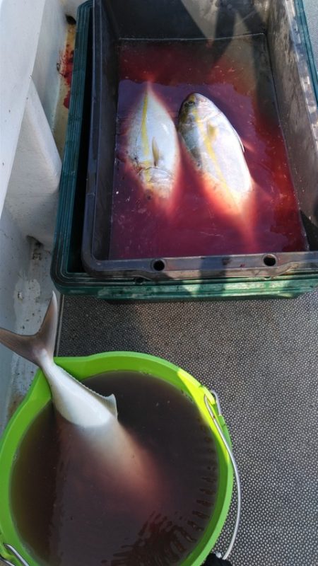 遊漁船 新鋭丸 釣果