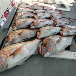 遊漁船 セトマリン 釣果