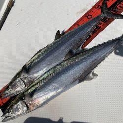 TOPGUN名古屋 釣果