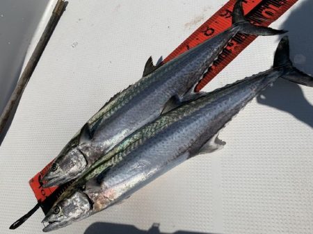 TOPGUN名古屋 釣果