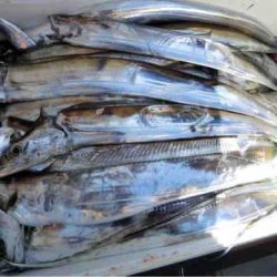 遊漁船 セトマリン 釣果