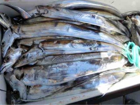 遊漁船 セトマリン 釣果