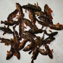 TOPGUN名古屋 釣果