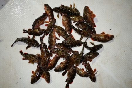 TOPGUN名古屋 釣果