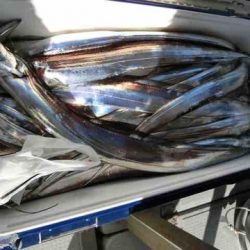 遊漁船 セトマリン 釣果