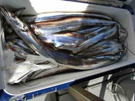 遊漁船 セトマリン 釣果