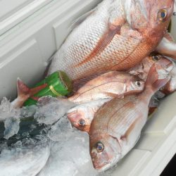 こうゆう丸 釣果