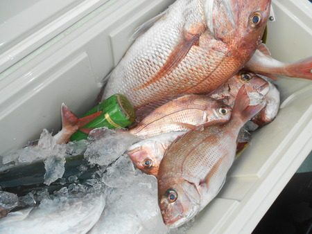 こうゆう丸 釣果