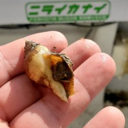 遊漁船 ニライカナイ 釣果