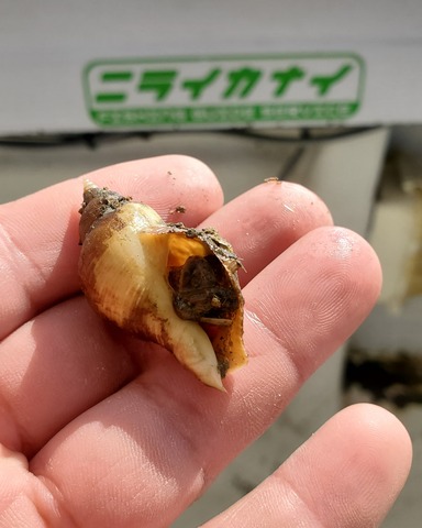 遊漁船 ニライカナイ 釣果