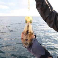 まるいち丸 ZERO-1 釣果