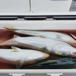 遊漁船 ニライカナイ 釣果