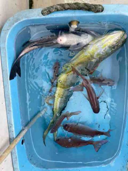 龍宮丸 釣果