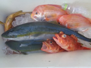 兼六丸 釣果