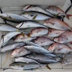 HARUKA丸 はるかまる 釣果