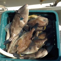 HARUKA丸 はるかまる 釣果