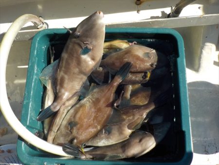 HARUKA丸 はるかまる 釣果