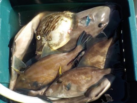 ＨＡＲＵＫＡ丸　はるかまる 釣果