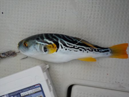 HARUKA丸 はるかまる 釣果