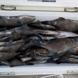 HARUKA丸 はるかまる 釣果