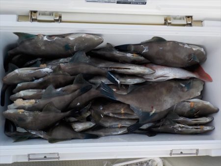 HARUKA丸 はるかまる 釣果