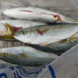 島根 陸っぱり 釣り 魚釣り 釣果情報サイト カンパリ