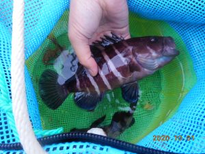 鹿島港魚釣園 釣果