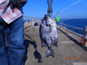 鹿島港魚釣園 釣果