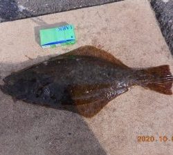 鹿島港魚釣園 釣果