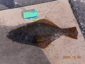 鹿島港魚釣園 釣果