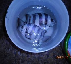 鹿島港魚釣園 釣果